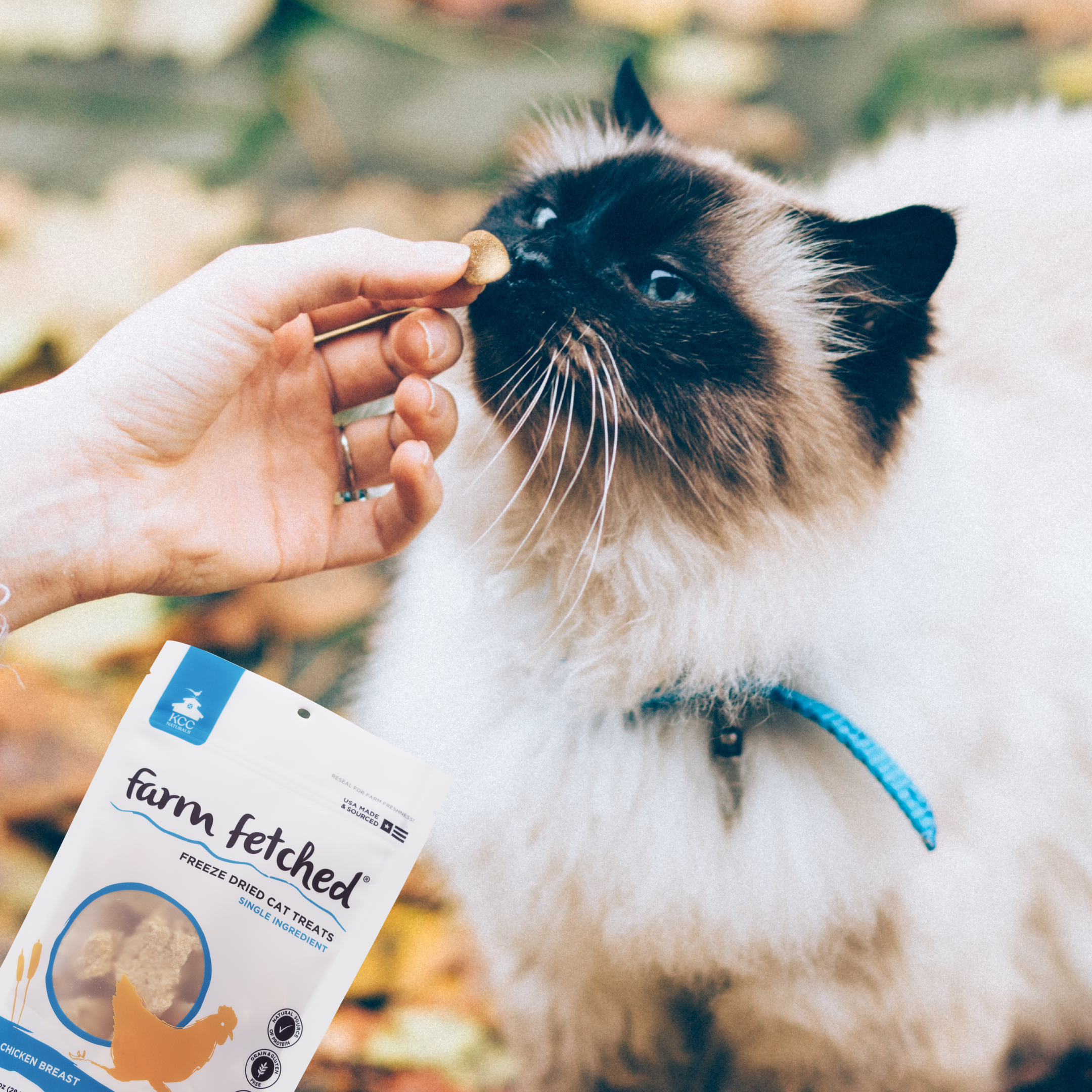 long hair cat sniffing chicken breast treat from owners fingers