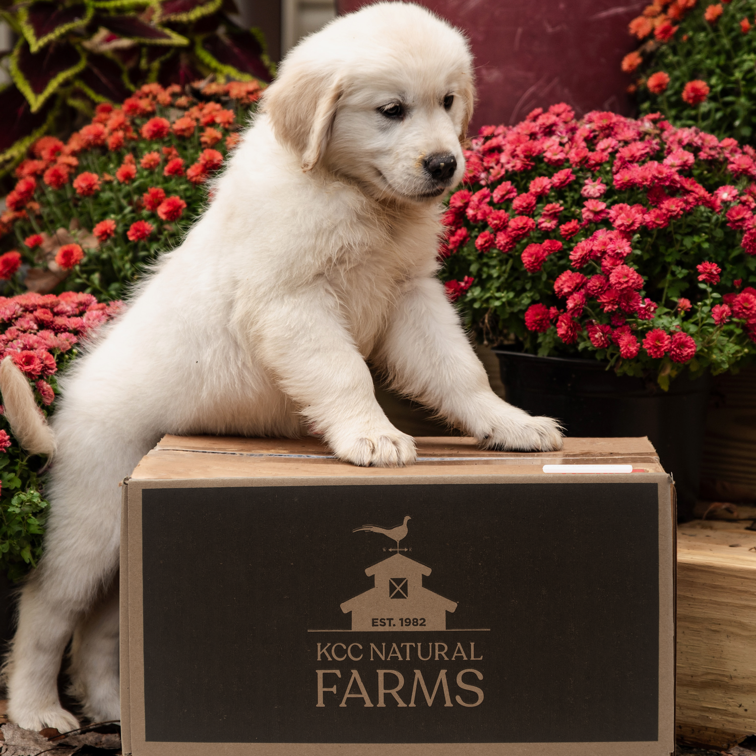 golden color puppy climbing on kcc natural farms bulk box