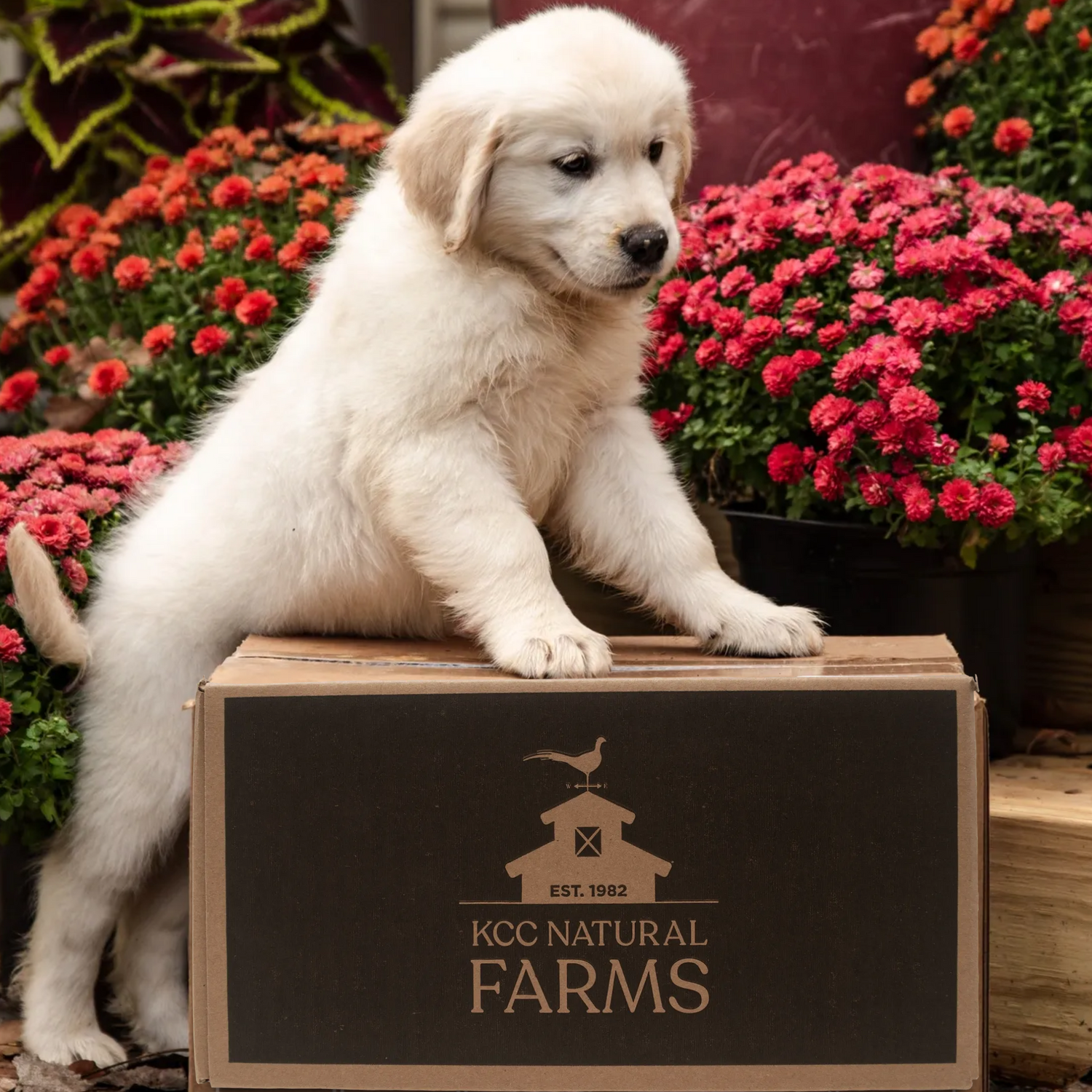 golden retriever puppy climbing on kcc natural farms bulk box