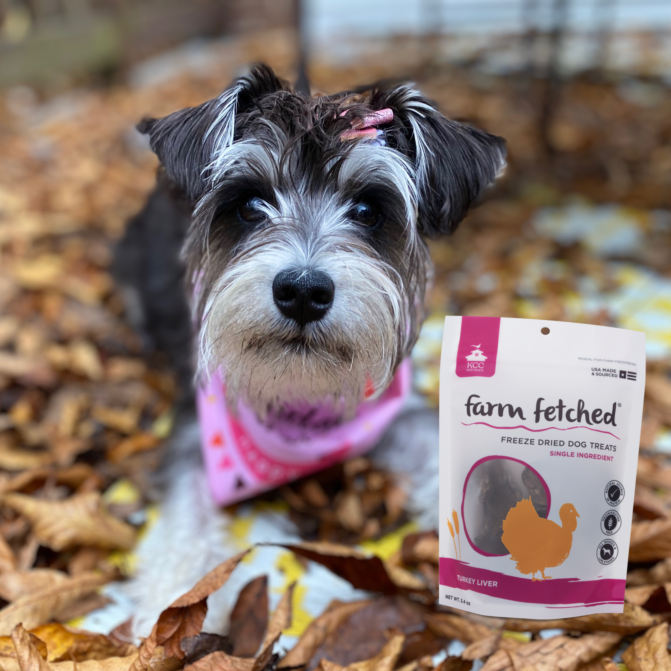 German schnauzer with bag of turkey liver birthday treats