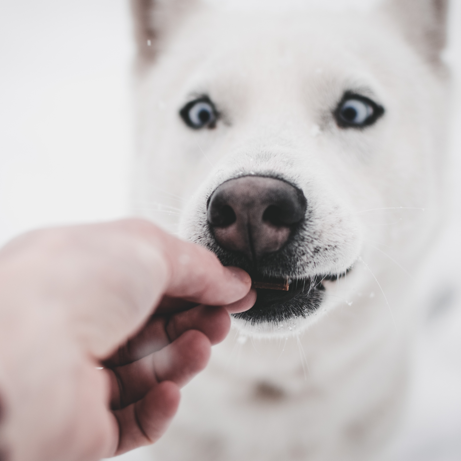 owner feeding blue eyed dog beef liver treat