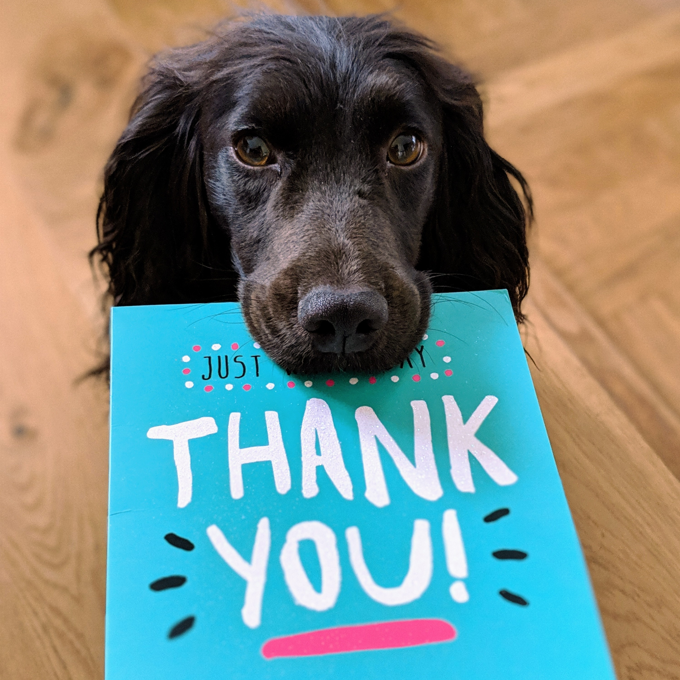 dark brown long ear dog holding thank you card for farm fetched treats