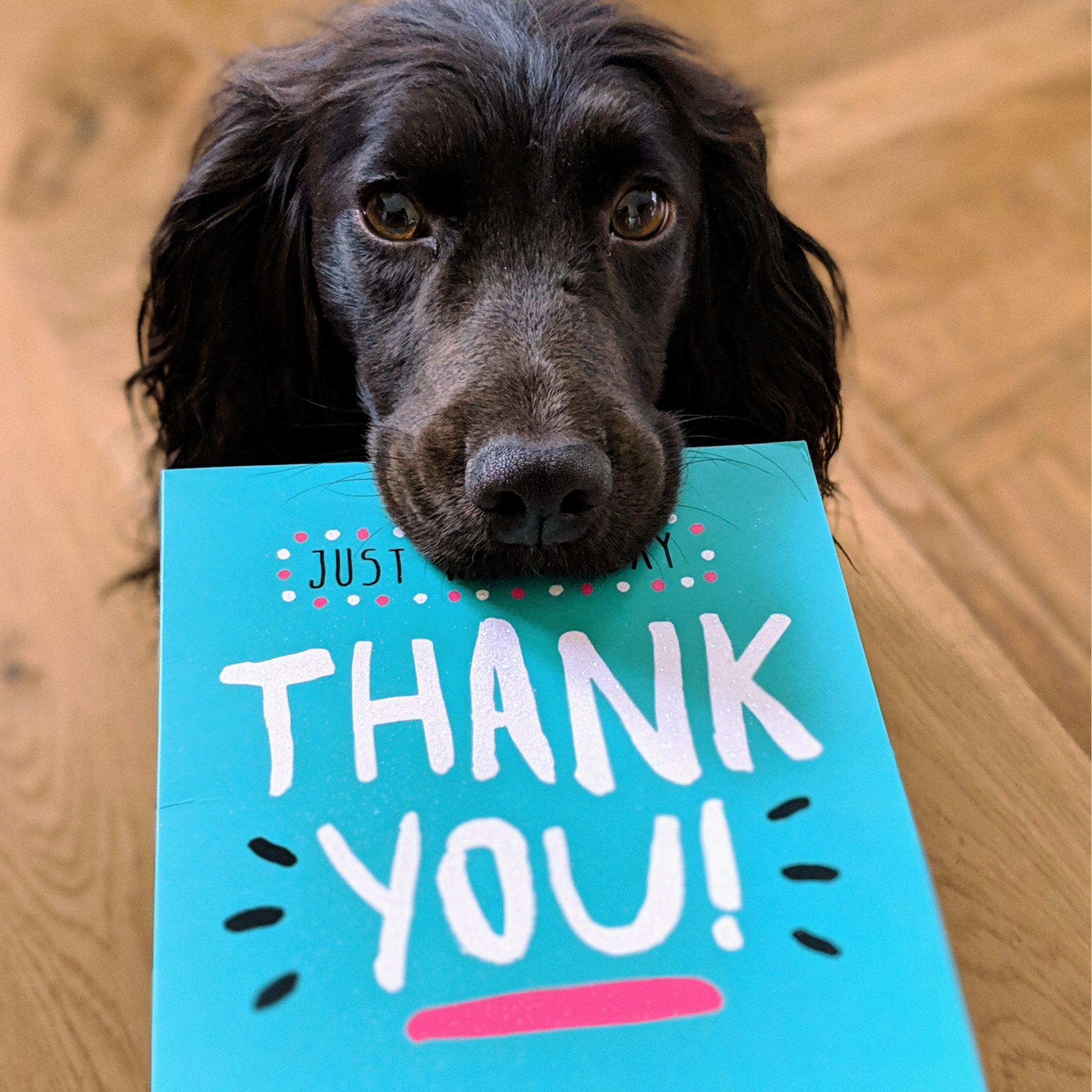 dark brown long ear dog holding thank you card for farm fetched treats